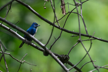 Closeup of a male indigo bunting perched in a tree.