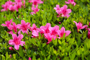 Pink and white azalea flowers blooming beautifully along a pedestrian sidewalk in Tokyo, Japan