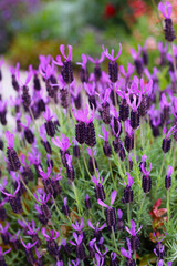 Beautiful purple flowers of French Lavender