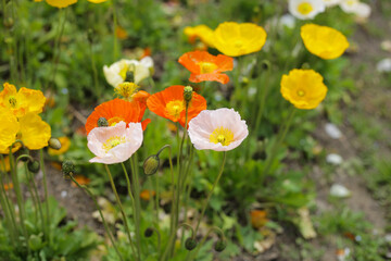 Beautiful poppy flower garden. The Expo 70 Commemorative Park, Osaka, Japan