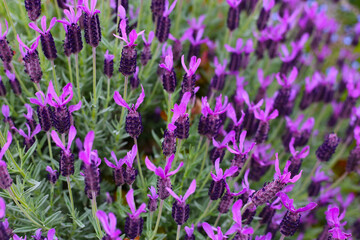 Beautiful purple flowers of French Lavender