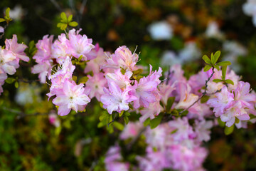 Pink flowers blooming in Japan park