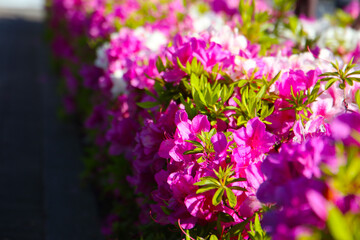 Fototapeta premium Pink and white azalea flowers blooming beautifully along a pedestrian sidewalk in Tokyo, Japan