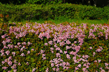Rhaphiolepis indica flowers blooming beautifully along a pedestrian sidewalk in Tokyo, Japan