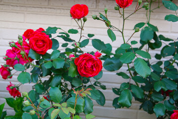 Beautiful red roses in full bloom