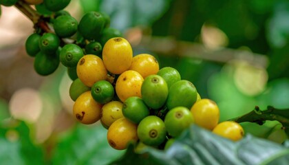 Macro Close-Up of Yellow Bourbon Coffee Cherries Ripening on Coffee Tree Branch, Mix of Yellow and Green Arabica Coffee Fruits in Tropical Environment, Rare Specialty Coffee Variety Grown Organically