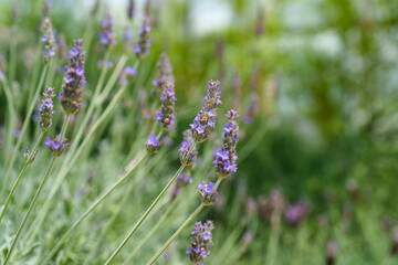 Close-up photo of purple lavender flowers blooming in early summer