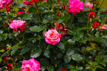 Beautiful roses in full bloom, Rose Garden.