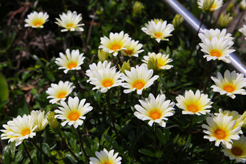 Fototapeta premium White gazania blooming in the Japanese garden