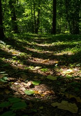 Sunlit Forest Path with Green Trees and Brown Leaves
