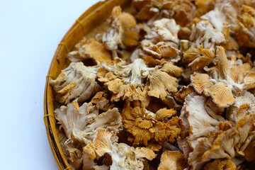 Splitgill mushroom or schizophyllum commune mushroom
