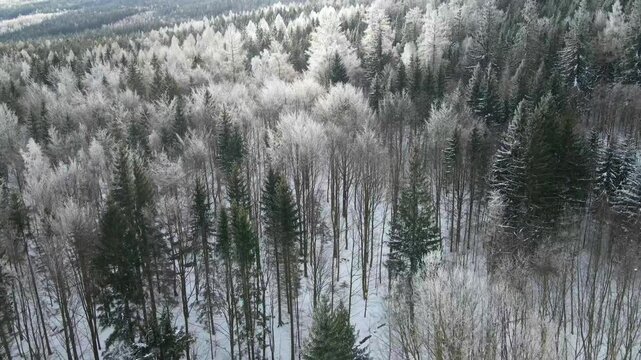 coniferous forest winter mountains drone view