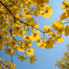 Obraz premium Bright yellow color ginkgo leaves