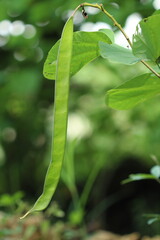 A close-up of a single green seed pod of Bauhinia purpurea hanging from a branch, surrounded by lush green leaves with a soft bokeh forest background