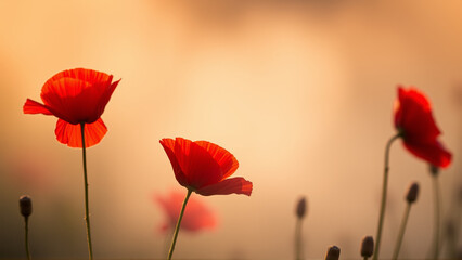 Obraz premium Red poppies growing in the field in summer