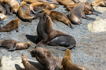 Colonia de lobos marinos