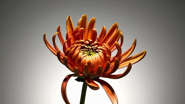 Macro shot of an orange chrysanthemum on a soft background, great for floral and beauty concepts.