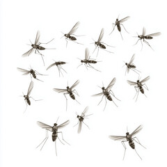 A swarm of flies is flying in a circle. The flies are black and white. The image has a mood of chaos and disorder