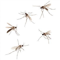 A swarm of insects, including flies and mosquitoes, are flying in a line. Concept of chaos and disorder, as the insects are scattered in various directions