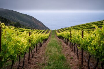 Naklejka premium Vineyard rows lead to the ocean on a foggy day, with green hills in the background, creating a tranquil scene.