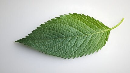Close-up view of a single vibrant green leaf.