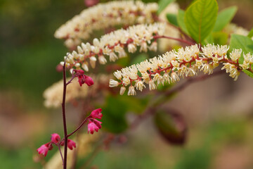 Close-up of white Heuchera flowers blooming in early summer