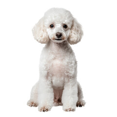 Elegant White Poodle Dog