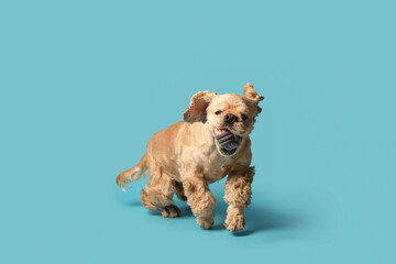 Cute puppy playing with toy on blue background