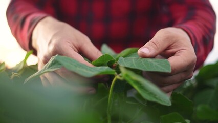 A farmer touches soybean leaves with his hands in a field. Agronomist farm agriculture concept. Farmer inspecting work a field of soybeans. Farmer work of lifestyle soybeans with hands pouring.