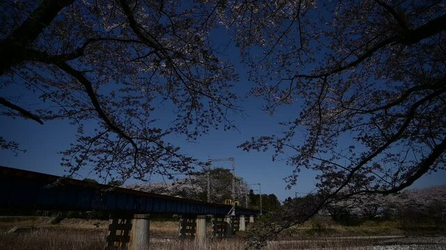桜咲く宇賀川を渡る普通列車 （三岐鉄道 三岐線 大安 - 三里, 2025年4月）