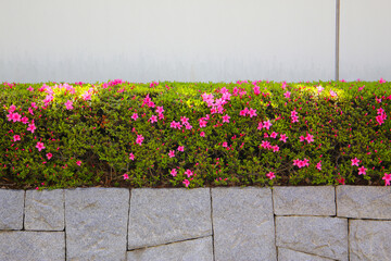 Pink and white azalea flowers blooming beautifully along a pedestrian sidewalk in Tokyo, Japan