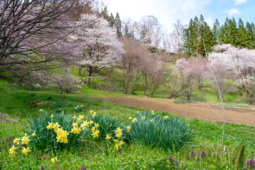 桜と水仙