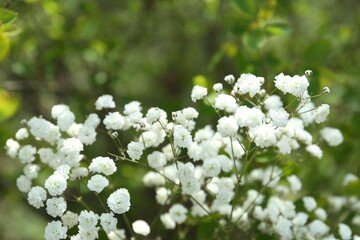 Beautiful white gypsophila flowers growing outdoors, closeup