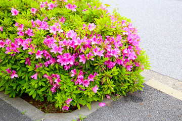 Pink and white azalea flowers blooming beautifully along a pedestrian sidewalk in Tokyo, Japan