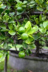 Fresh lime fruits on tree