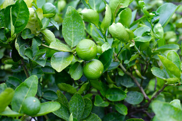 Fresh lime fruits on tree
