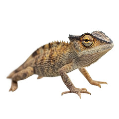 Fototapeta premium close up of exotic lizard with vibrant scales on white