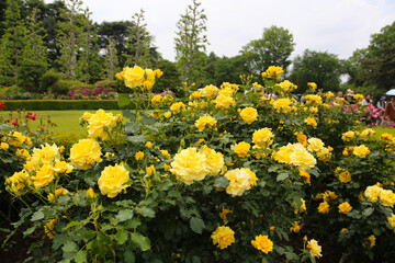Obraz premium Beautiful roses in full bloom at the Japan Rose Garden.