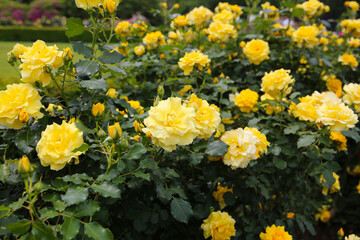 Beautiful roses in full bloom at the Japan Rose Garden.