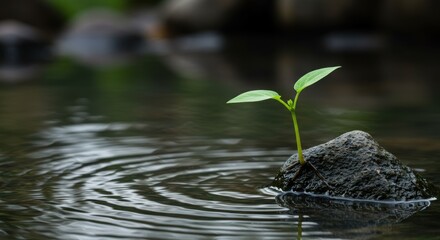 Naklejka premium Small plant growing on rock symbolizing resilience and new life, surrounded by water ripples