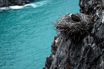 Fototapeta premium An osprey nests on a craggy cliff overlooking turquoise waters, its watchful gaze fixed on the horizon, a serene coastal scene.