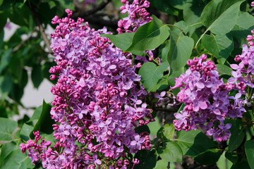 lilac flowers on a branch