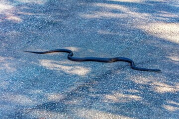 Rat Snake (Pantherophis obsoletus) in North Carolina. 
The North Carolina rat snake is also known as the Eastern Rat Snake (Pantherophis alleghaniensis).