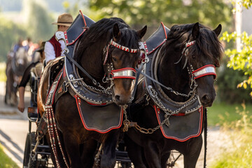 A team of two bay brown noriker draft horses in front of a carriage