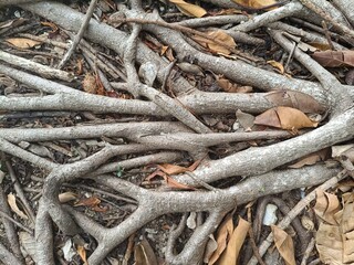 tree roots in the ground