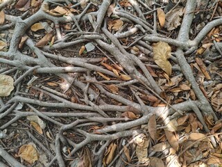 tree roots in the ground