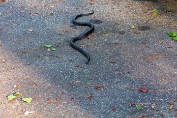 Rat Snake (Pantherophis obsoletus) in North Carolina. 
The North Carolina rat snake is also known as the Eastern Rat Snake (Pantherophis alleghaniensis).