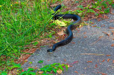Rat Snake (Pantherophis obsoletus) in North Carolina. 
The North Carolina rat snake is also known as the Eastern Rat Snake (Pantherophis alleghaniensis).