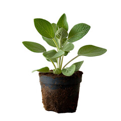 Obraz premium Sage plant in a small pot on black background