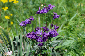 purple columbine flowers in the garden

